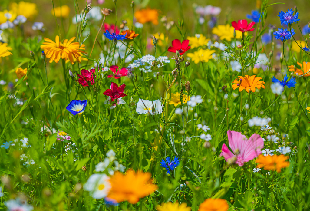 gala-kundenstimme-blumenwiese