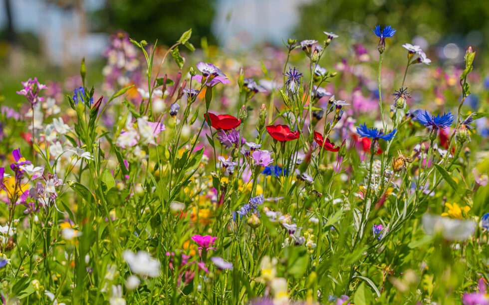 Natur | G&L Gartenlandschaft