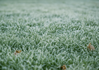 Winter: Der Rasen braucht Schonung